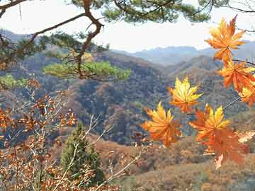 卖打胎药流产药微信杨德龙：2025年巴菲特股东大会干货满满